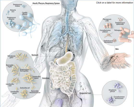 human microbiome small